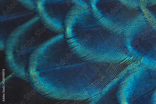 close-up peacock feathers