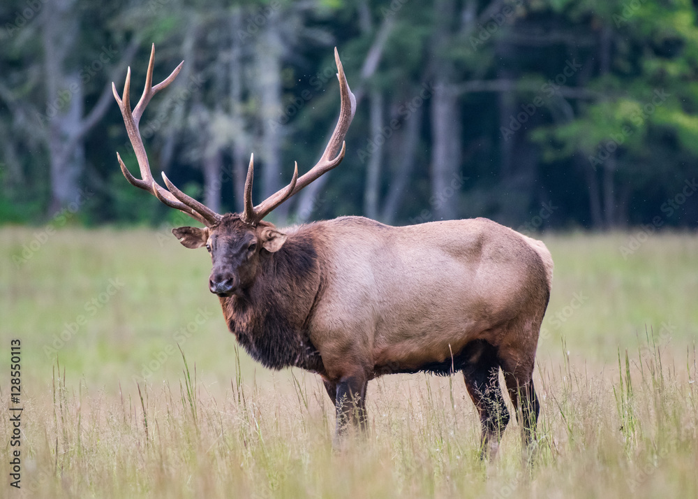 Fototapeta premium Bull Elk Looks at Camera Medium