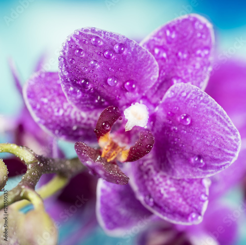 Flowers - Orchidea  Orchid