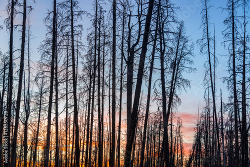 Sunset through Dead Trees