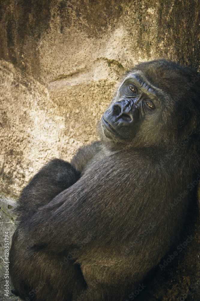 Gorilla Portrait 
