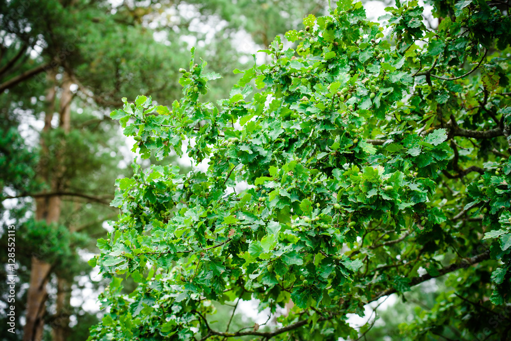 Oak branch with green leaves and acorns on a sunny day. Oak tree in summer. Blurred leaf background. Closeup.