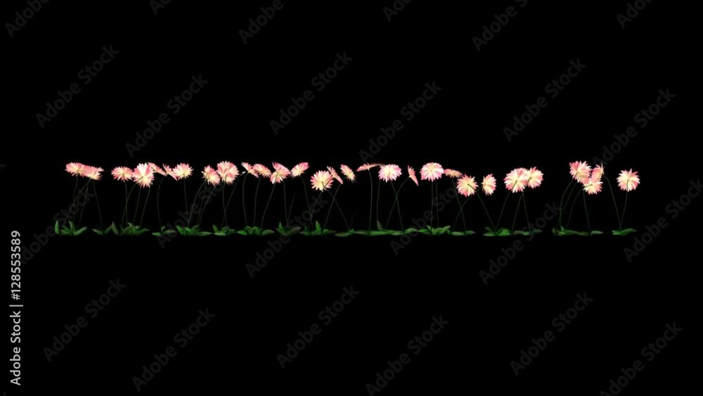Pink Dahlia Flower + Luma Channel