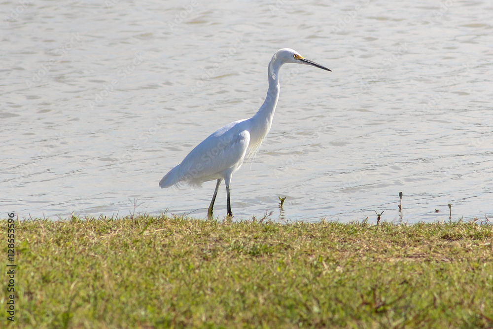 Egret, white egretta garzetta, wading a pond shoreline Egret, white egretta garzetta, wading a pond shoreline