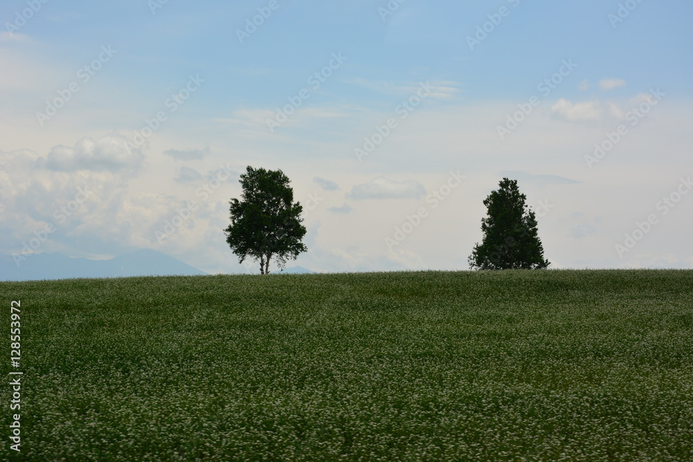 Fototapeta premium Landscape views in Japan.