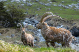 Molting ibex in the wild at Oeschinensee, Bernese Oberland, Switzerland.