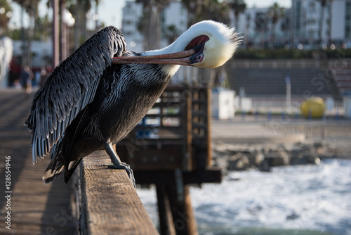 Pelican Checking His Armpit © David Levin