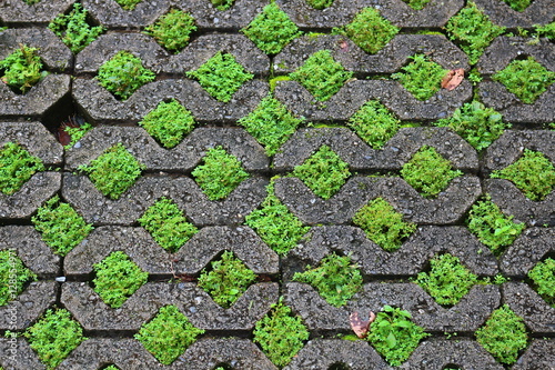 Green grass and concrete block pavement of the sidewalk