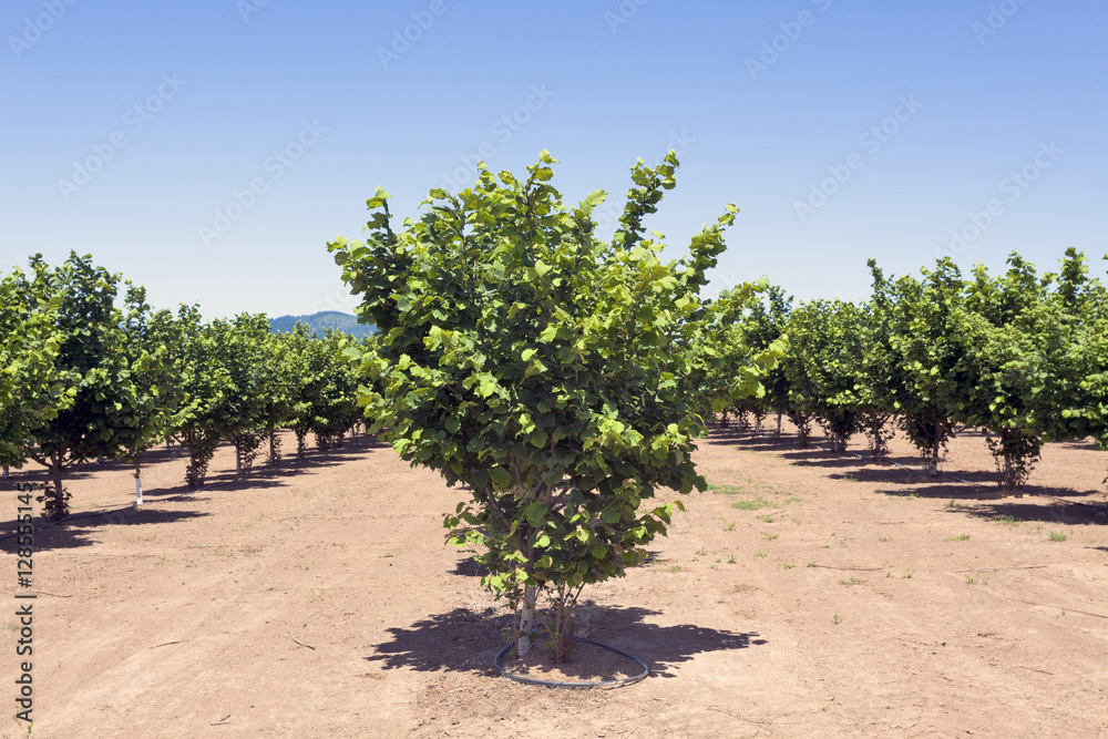 Filbert nut ranch farm grove. Blue sky. Oregon. Horizontal. Filbert nut ranch farm grove. Blue sky. Oregon. Horizontal.