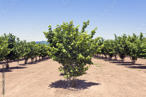 Filbert nut ranch farm grove. Blue sky. Oregon. Horizontal.