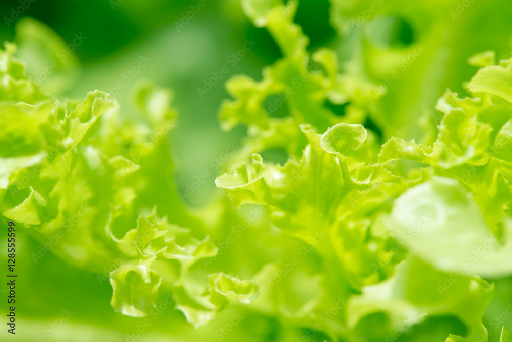 An abstract macro view of the leaves of a loose leaf lettuce. Hydroponic agriculture concept. An abstract macro view of the leaves of a loose leaf lettuce. Hydroponic agriculture concept.