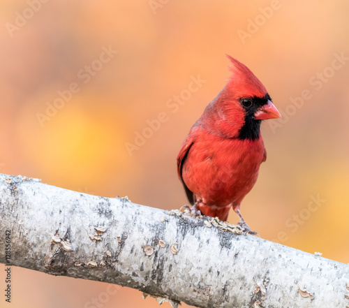 A male North American Cardinal ( Cardinalidae) is perched on a birch branch with golden leaves in background © rabbitti