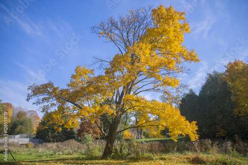 Vibrant yellow tree and fall foliage with sky in background 