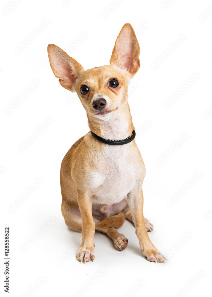 Adorable Young Chihuahua Dog Sitting