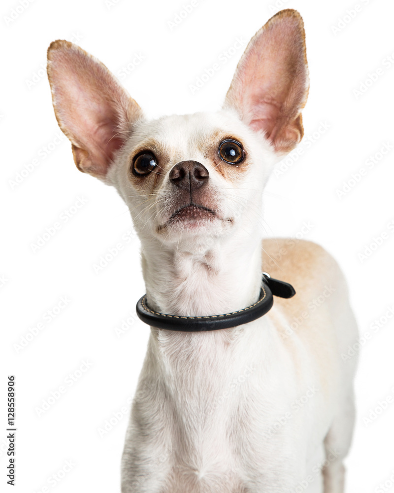 Closeup White Chihuahua Looking Up Closeup White Chihuahua Looking Up