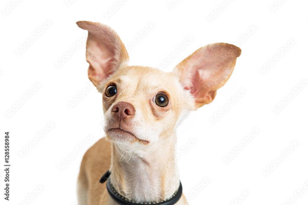 Closeup Young Chihuahua Dog