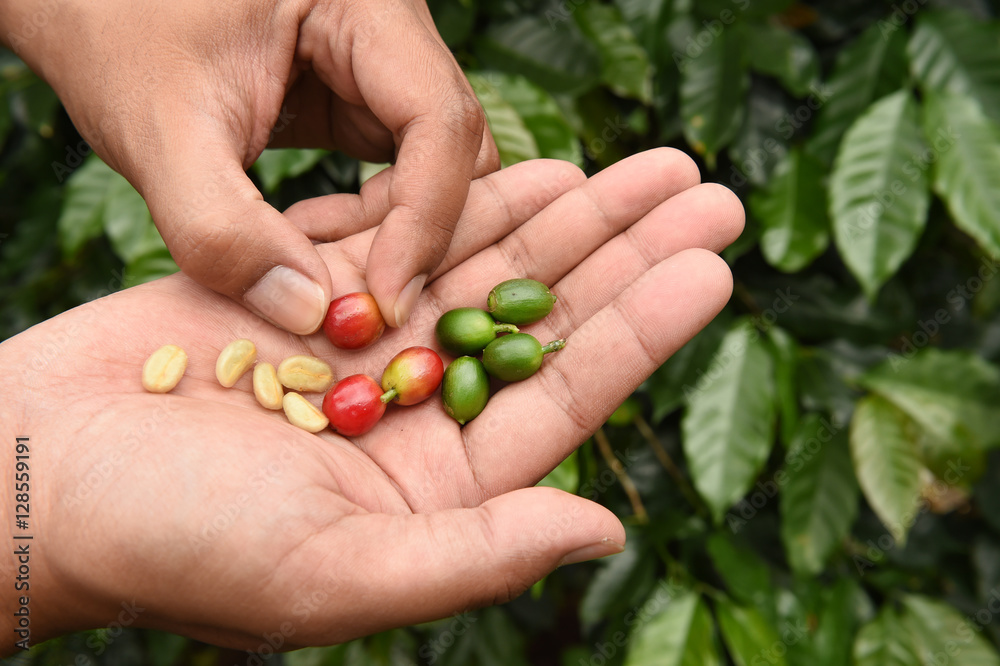 Fresh coffee bean on hand Fresh coffee bean on hand