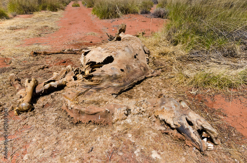 Dead Camel in Australian Outback