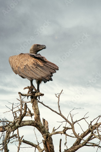 White-backed Vulture Perched on Tree Branch