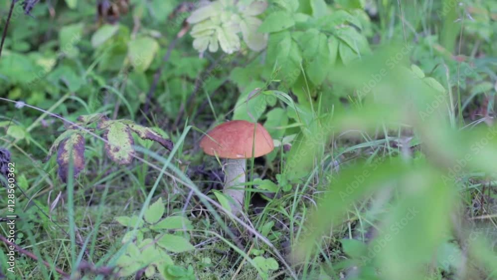 Orange-cap boletus in a green grass. Orange-cap boletus in a green grass.