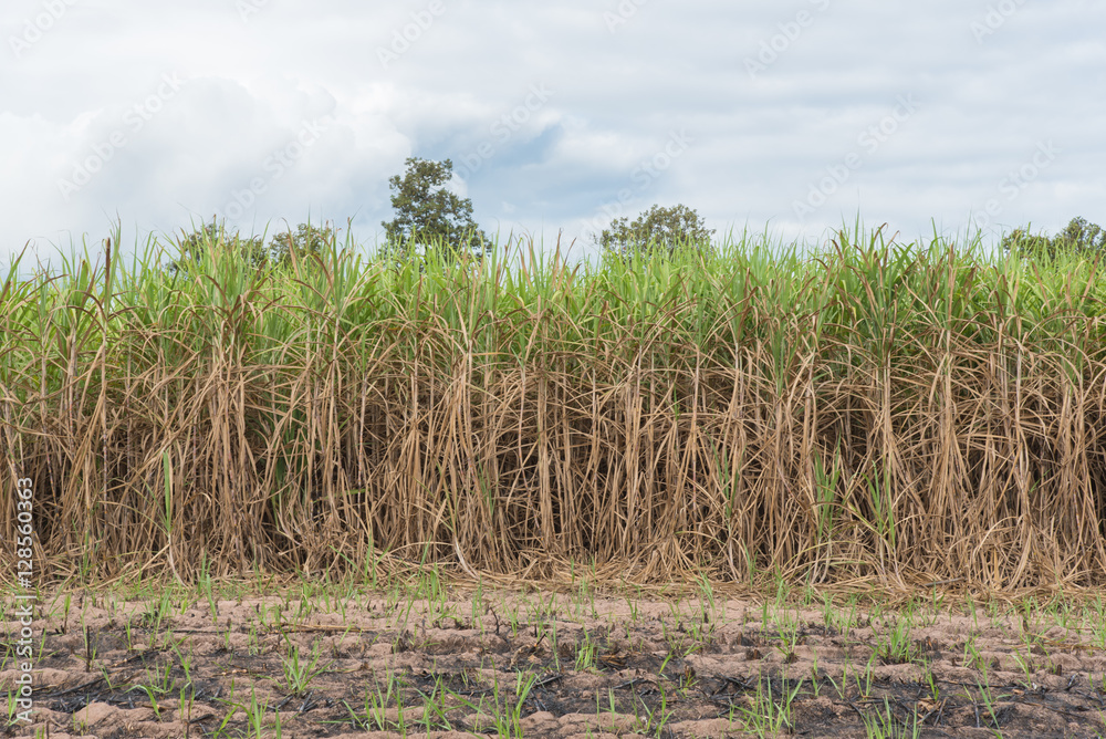 Sugarcane field in blue sky with cloud in Thailand Sugarcane field in blue sky with cloud in Thailand