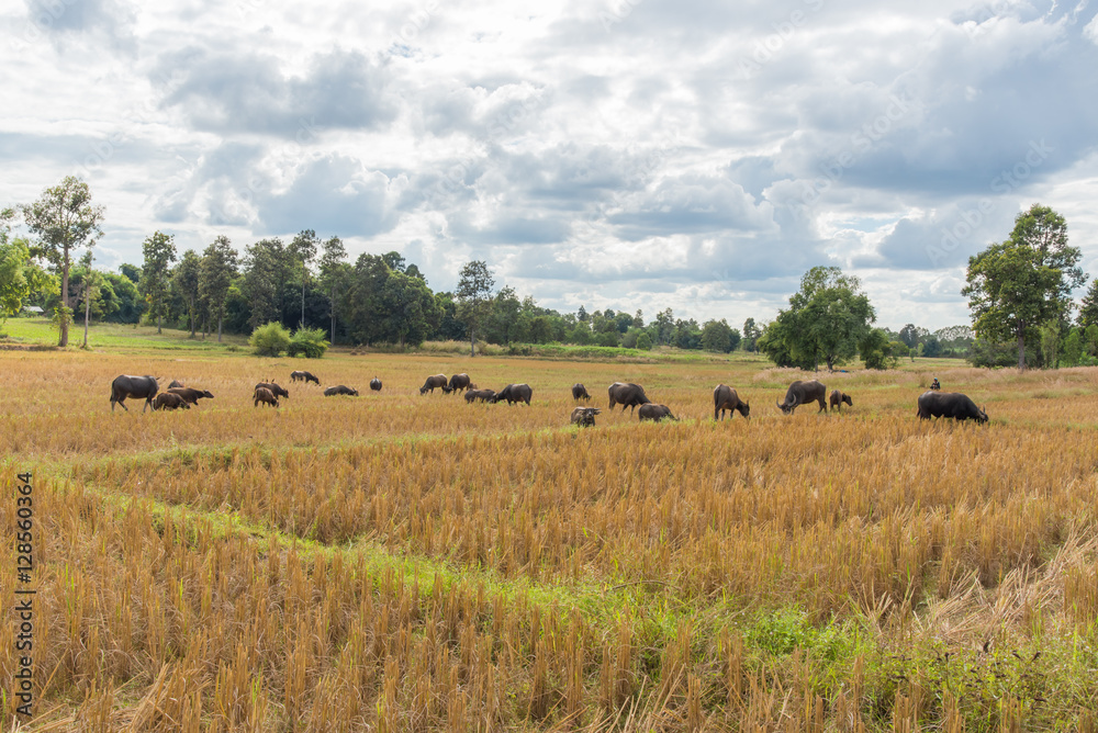 Obraz premium Buffalo eating hay in rice field,Harvest time last year