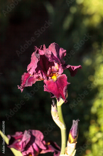 Fototapeta Naklejka Na Ścianę i Meble -  Deep blood red bearded iris also called Ida Red blooms in a botanical garden