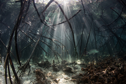 Beams of Light and Mangrove Forest