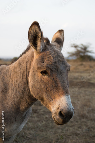 A portrait of a mule facing right, standing in a pasture with a tree in the background.  Photographed close up in natural light.  © tloventures