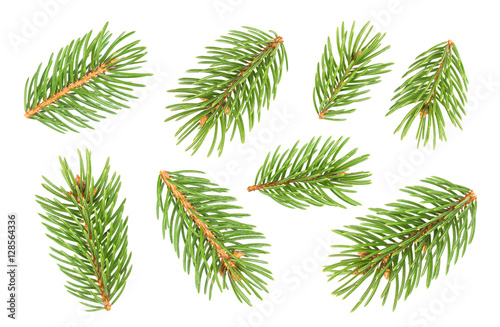 Small Fir tree branch isolated on white background