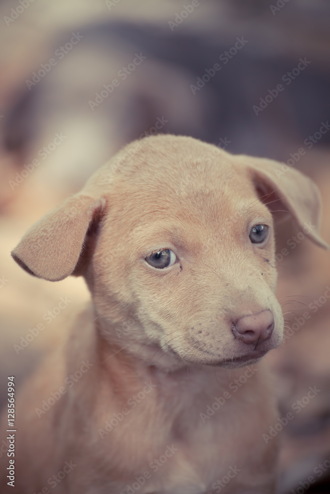 Stray dog Stray dog