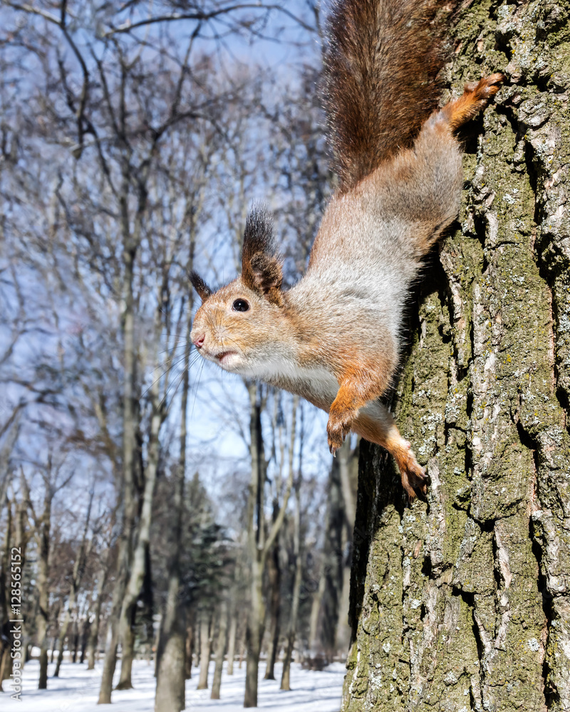Fototapeta premium curious little squirrel sitting on tree trunk on blurred forest background