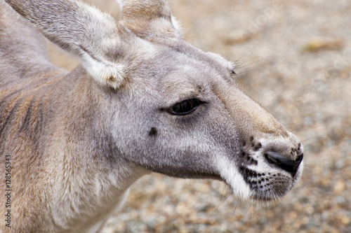 Red kangaroo closeup