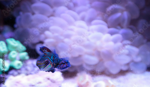 Mandarin goby is also called the Mandarin dragnet Synchiropus splandidus in a reef aquarium photo