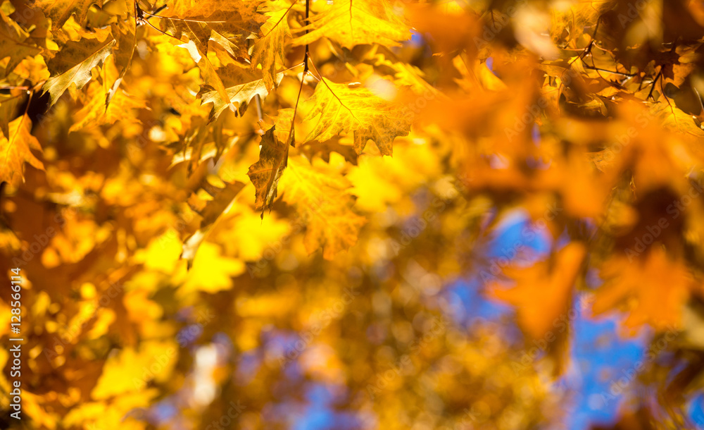 Obraz premium autumn leaves