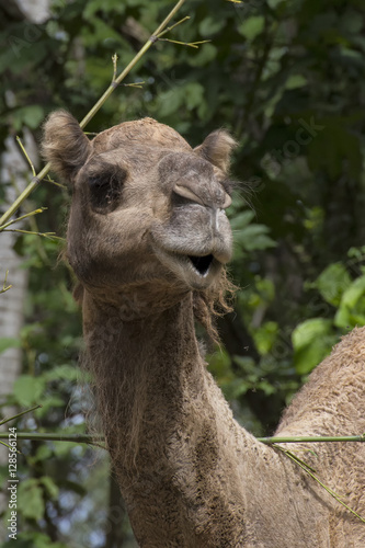 Dromedary in bush