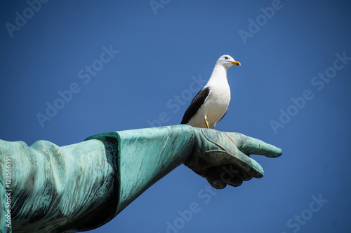 Seagull on a statue photo