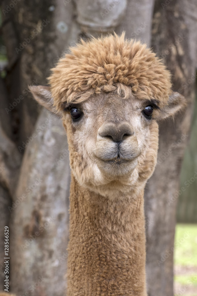 Portrait of alpaca