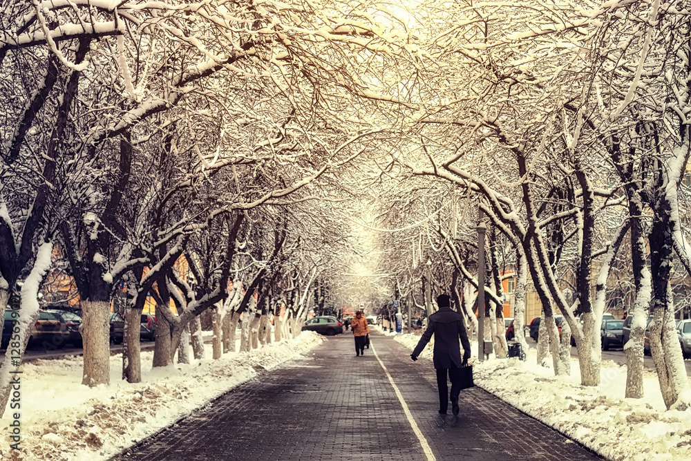 pedestrian pathway tree winter