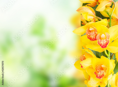 Fototapeta Naklejka Na Ścianę i Meble -  yellow orchid flowers border with copy space on green bokeh background