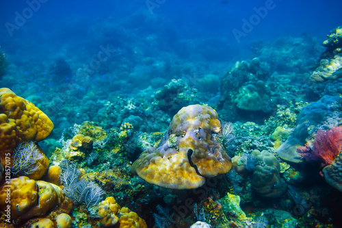 Underwater life in the tropics