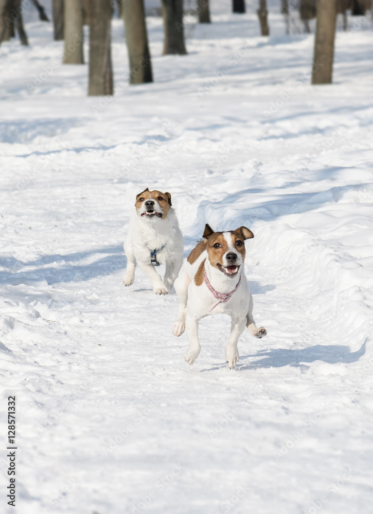 Two dogs racing on snow path at winter park Two dogs racing on snow path at winter park