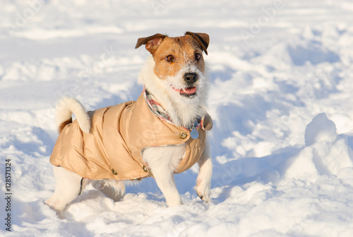 Fototapeta Naklejka Na Ścianę i Meble -  Playful dog wearing warm coat standing on snow