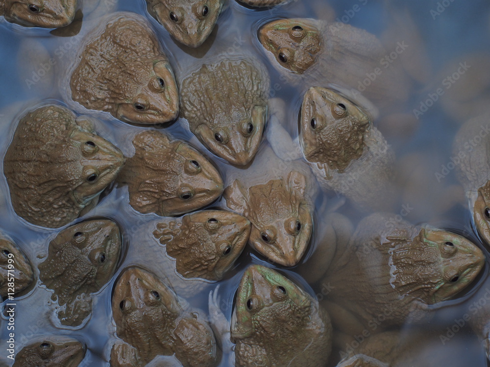 Naklejka premium Adult frogs in farm pond for breeding and sell in Thailand. Adul