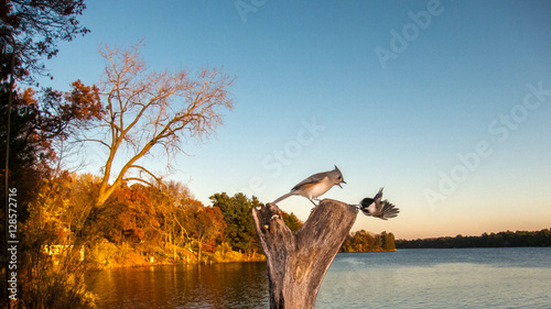 Titmouse and Chickadee fight over food