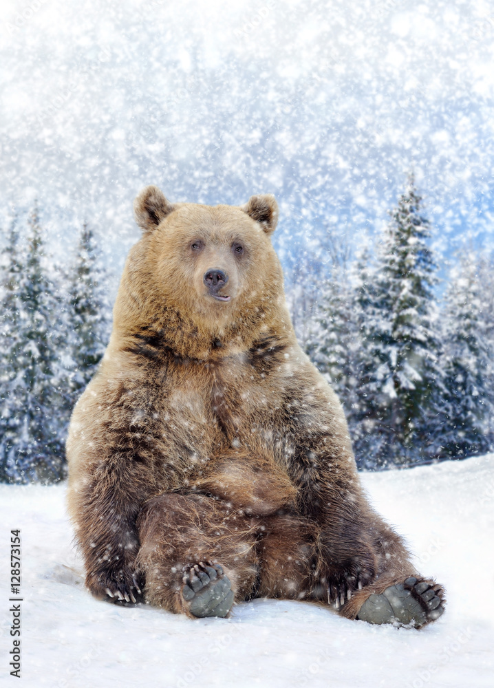 Obraz premium Wild brown bear