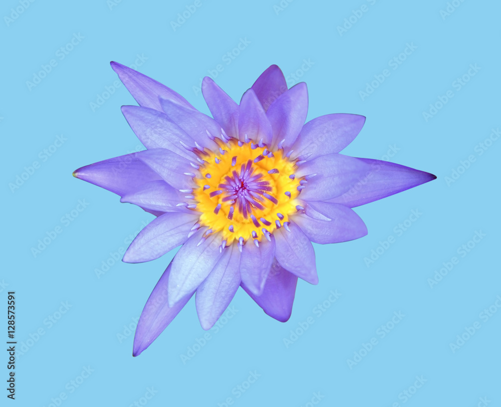 blue lotus or water lily isolated on blue background