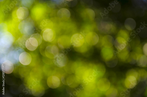Beautiful green bokeh natural blur background