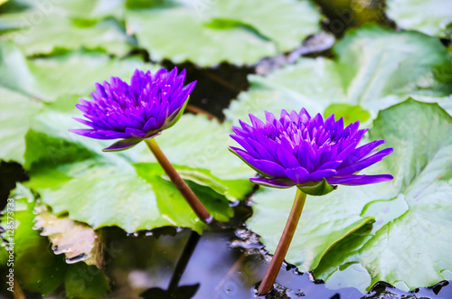 lotus or water lily in the pond