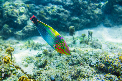 Colorful Tropical Fish